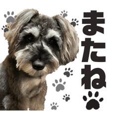 Daily conversation[Miniature Schnauzer]