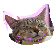 catsdogs