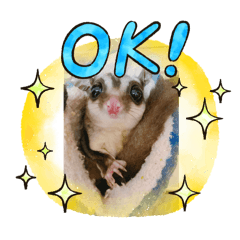 PANDa_20251209180908