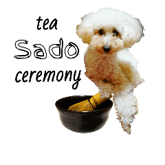 Poodle doing Sado. #1 (English)