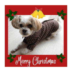 melon_20251210114554