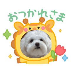 melon_20251210095339