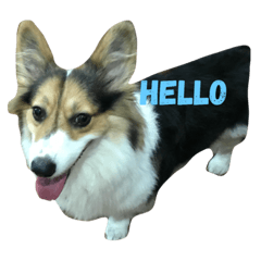 Soyu The Corgi