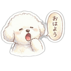 Fluffy Bichon Frise Life