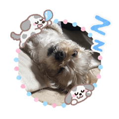 ちゃんなたまた