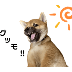 Suzuki@Shinbe_20251210123912