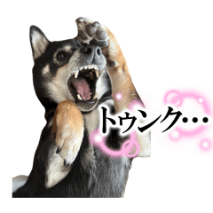 enhypenenchan_20251210125235
