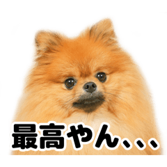 ポメ人間サンダー