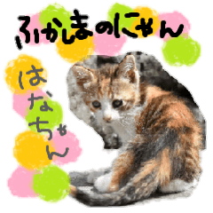 Fukashima cats 2 hanachan