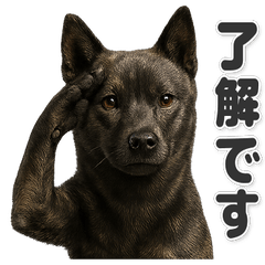 [Polite] Easy to use! Kai Ken