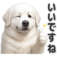 [Polite] Easy to use! Great Pyrenees