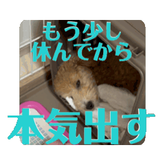 Smart doggy, Fuku!