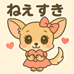 cuty chihuahua3