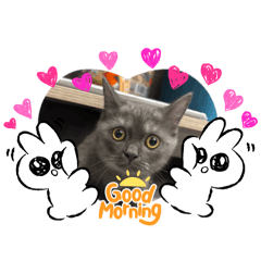 米米貓糯米貓的日常！