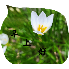 日常早安問候語