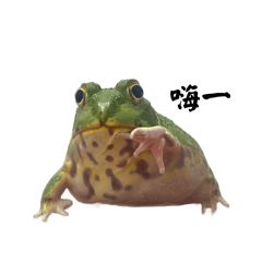 肉呆的各種小表情