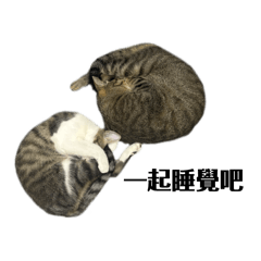 喵咪咪咪的心情