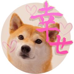 ชิบะอินุใบไม้เปลี่ยนสี10