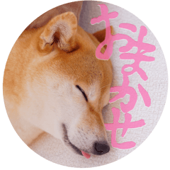 ชิบะอินุใบไม้เปลี่ยนสี11