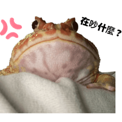 日常蛙蛙