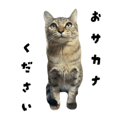 Neko world_20251210220037