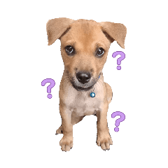 The little pup named Whiskey (thai text)