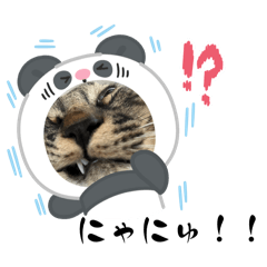 いかつかわいい⭐︎ねこのにゃんた⭐︎第一弾