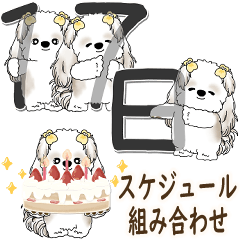 シーズー犬 2025 「スケジュールなどに」