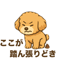 Bichonpoo_1