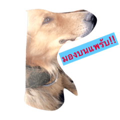 dog rissy