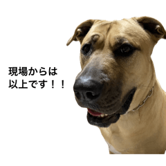 daisy_20251210231244