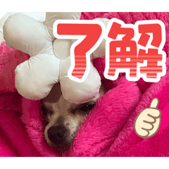 sarii_20251210234038