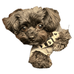 Hikari_20251210175913