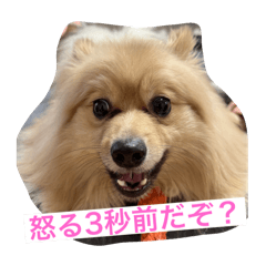 sakura_20251211033046