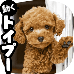 [Moving] Toy Poodle