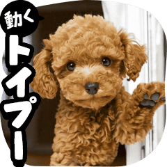 【動く】トイプードル