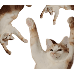 Mimita_20251211055335