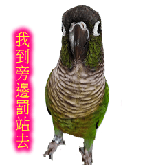 Seven parrots-Mark