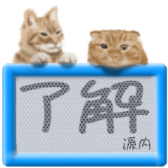 「源内」リアルふわ猫でか文字日常