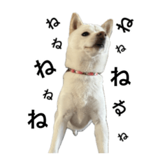 Ayachi_20251211133226