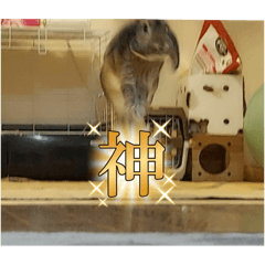 rabbit  hamusutar