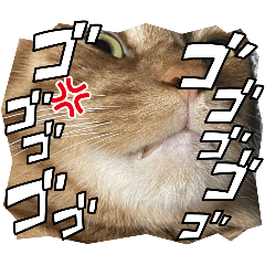 taiyaki_20251211215846