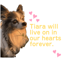 Our lovely and precious Tiara