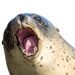 Soft Spotted Seal Action Collection