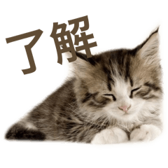 animal'animal