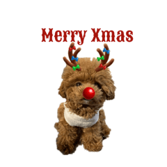 shell_20251212110837