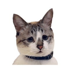 Pien Neko Mint Stamps3 every day