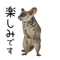 動く！ショウガラゴ