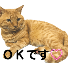 youko_20251212140452