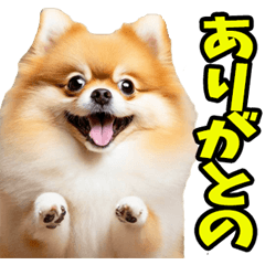 Pomeranian speaking Hiroshima dialect